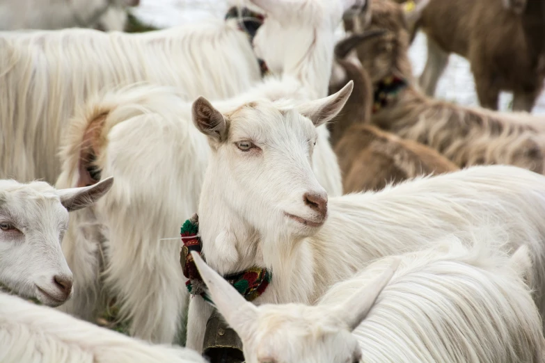 an image of the herd of goats on the field