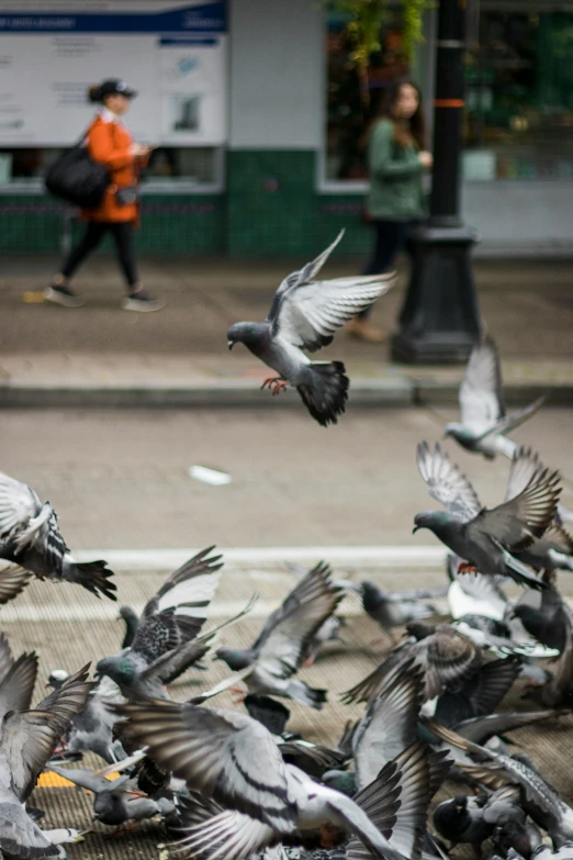 a flock of pigeons flying by a street