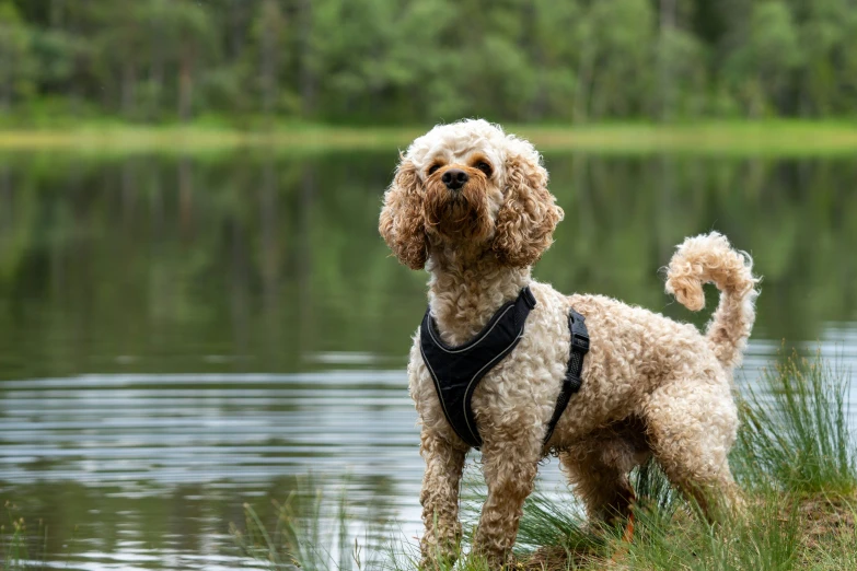 a dog is sitting on the grass near a lake