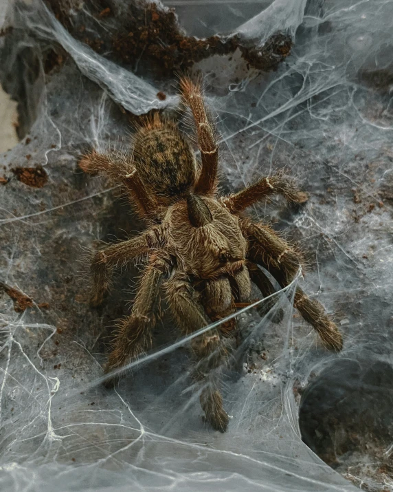 an animal that is sitting in some kind of web