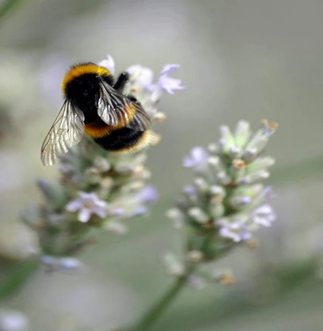 a bee sits on some flowers in a garden