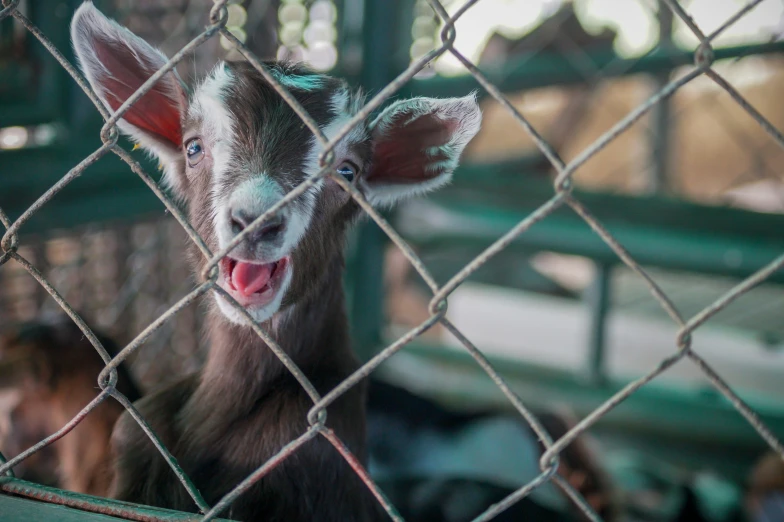 a baby goat looking through the fence of its enclosure