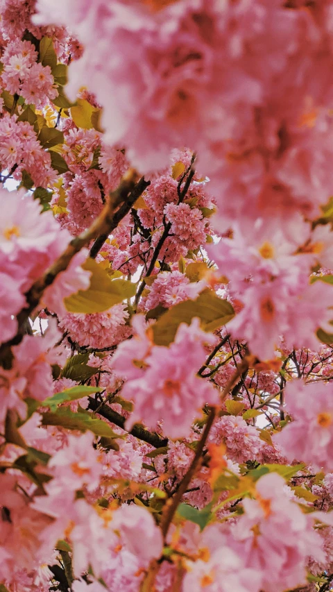 there is a close up picture of flowers on the tree