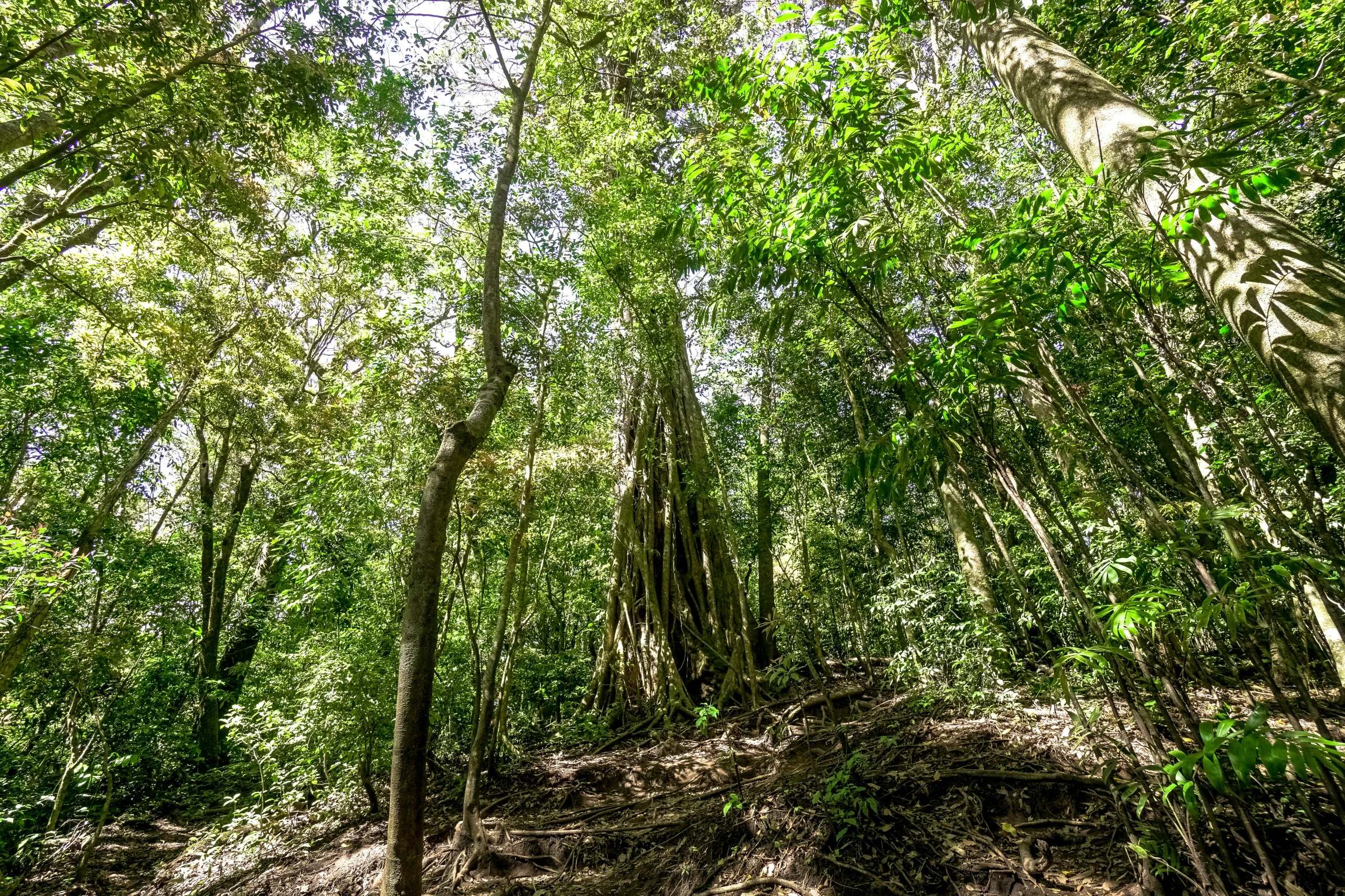 a forest filled with lots of green trees