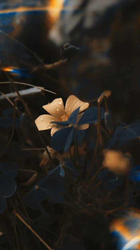 the flower is yellow and white, and is very close to the ground