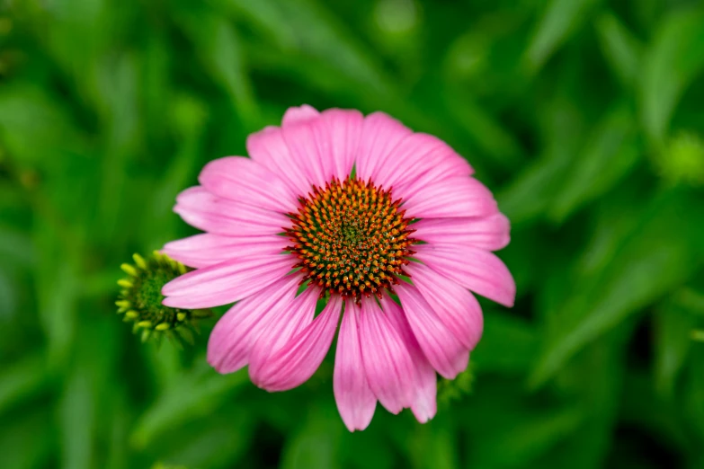 a pink flower with an orange center surrounded by green leaves