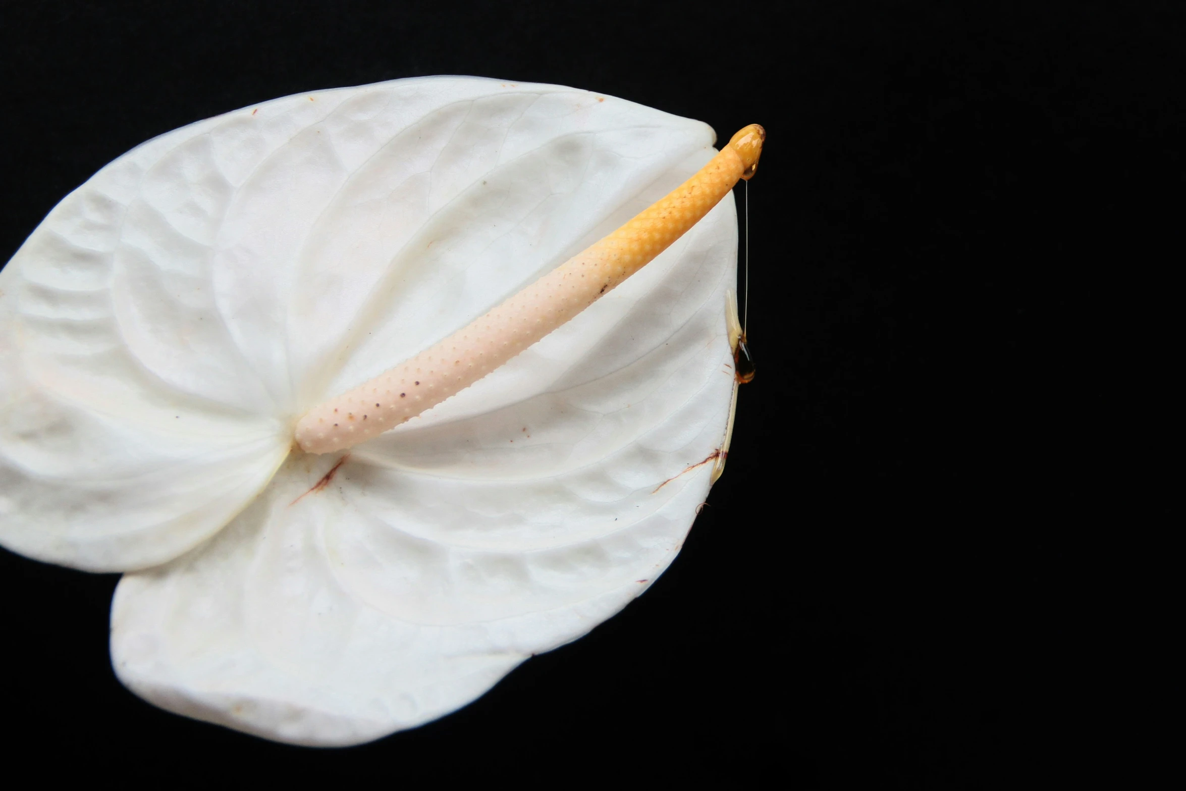 the flower is almost like a erfly, with thin yellow stamen