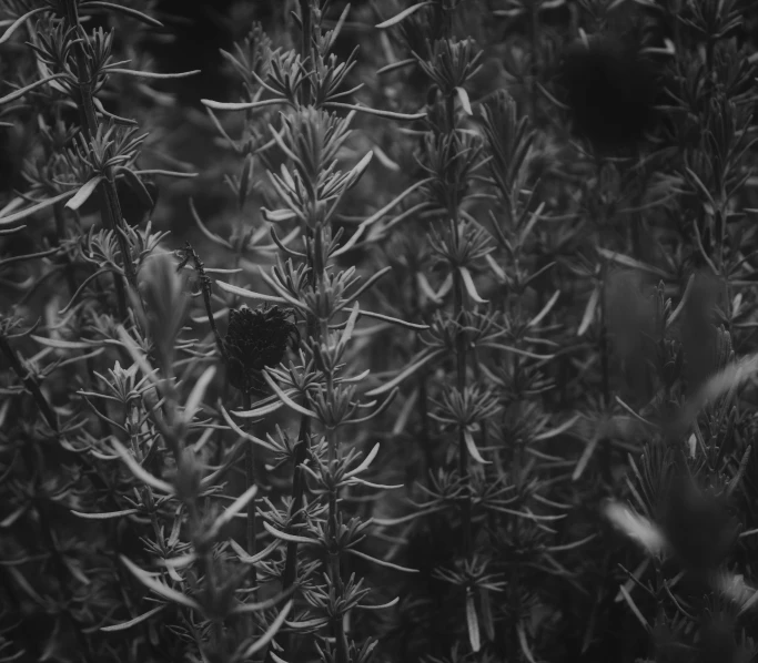 close up of flowers that are growing in the woods