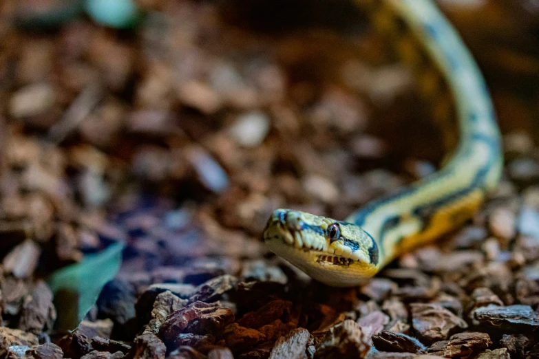 the yellow and blue snake is sitting on some rocks