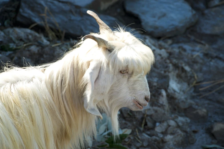 a goat standing in front of some rocks and trees