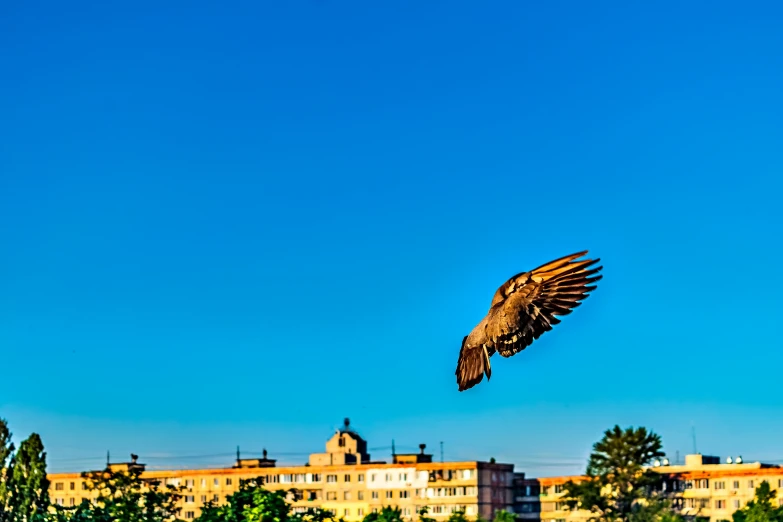a large bird flies low near some buildings