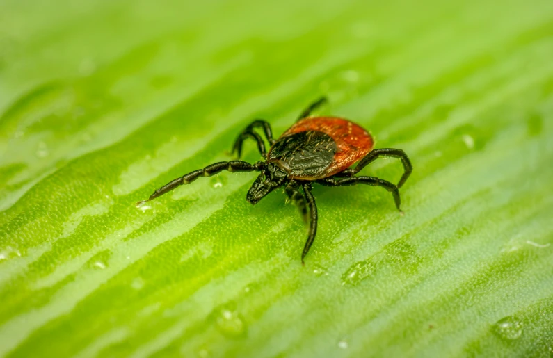 a bright red and black spider crawling on the green leaves