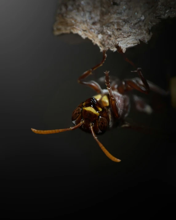 a bug sitting on top of a leaf on top of the ground