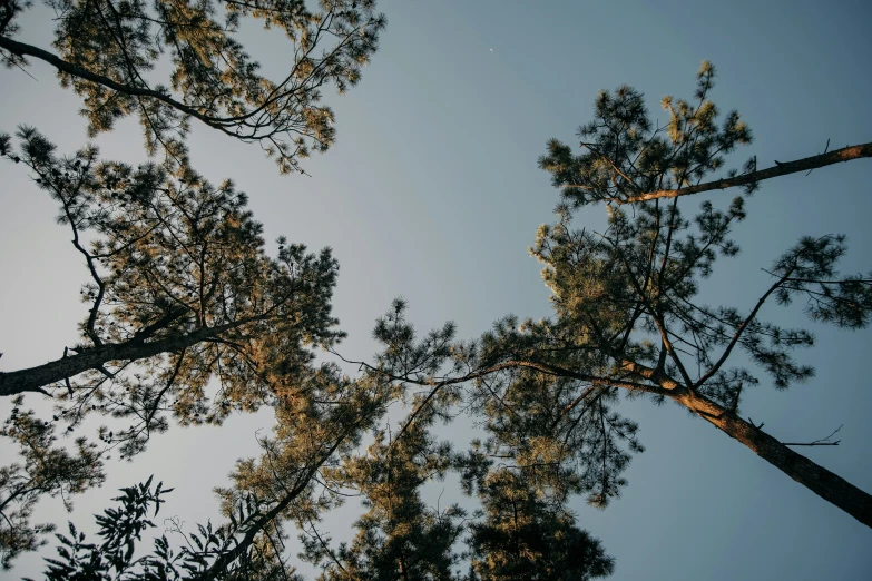 trees and sky looking up at some clouds