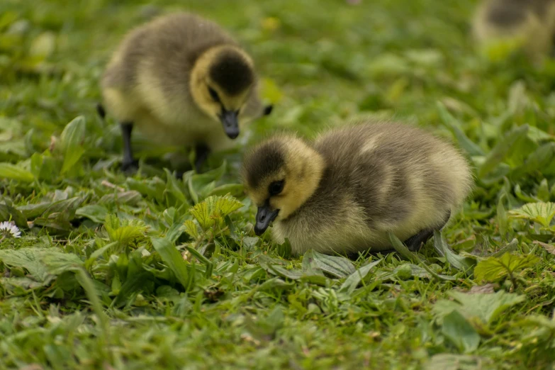 small ducklings are huddled in the grass