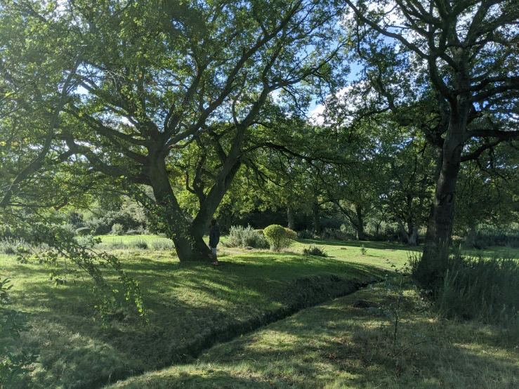 trees line the bank of a grassy patch