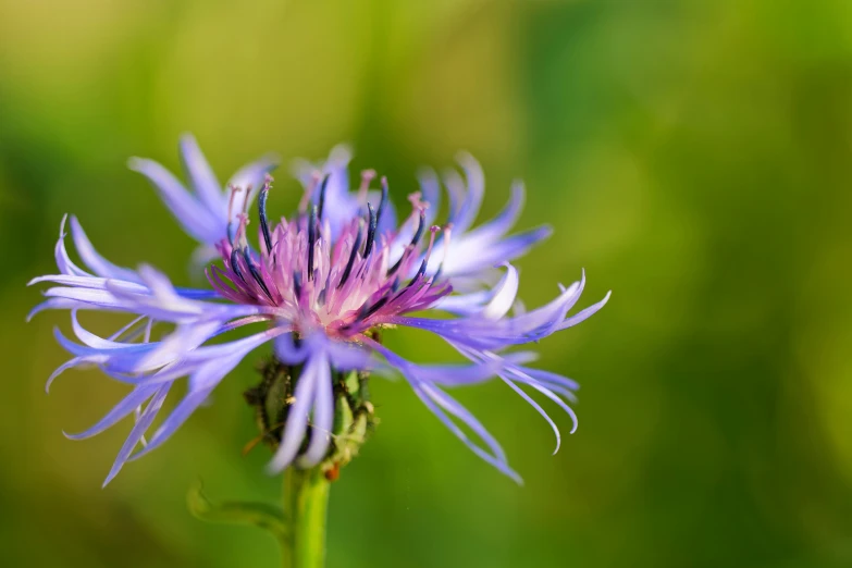 a close up image of a purple flower