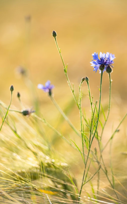 some blue flowers with small green stems in the grass