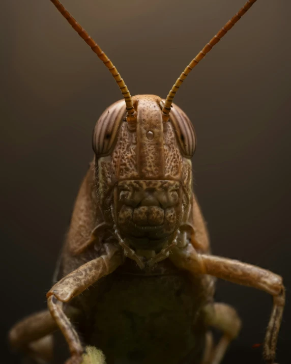 the face of a bug, showing its head looking straight ahead