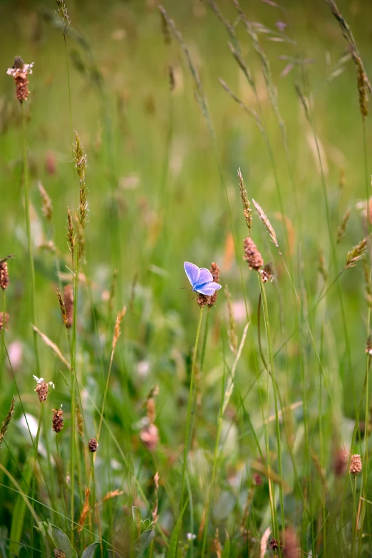 blue insect with wings up sitting on the tip of some flowers