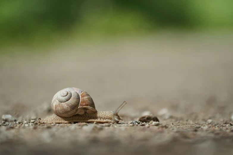 a snail with the back end of it's shell resting on top of the ground