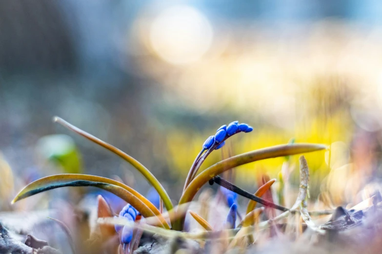 small blue plants in a grass field