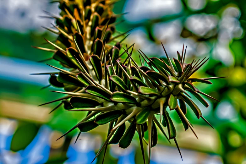 a bunch of small green flowers growing on top of a plant