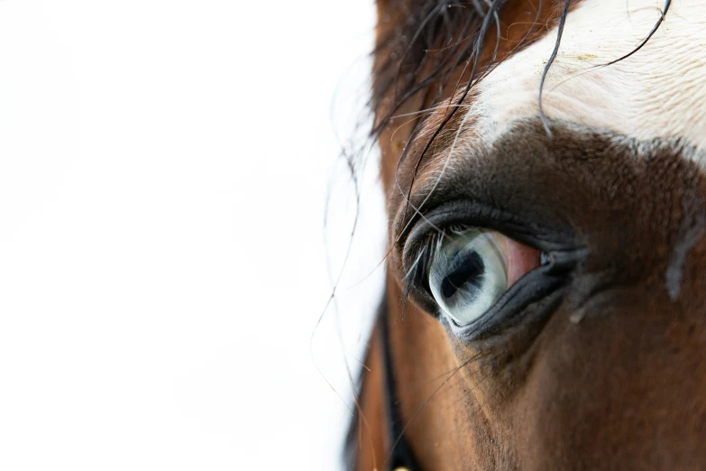 a close up view of the eye and nose of a horse