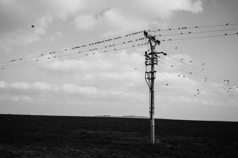 there is a telephone pole with many birds sitting on top