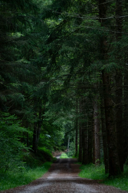 trees and grass next to a road in the woods