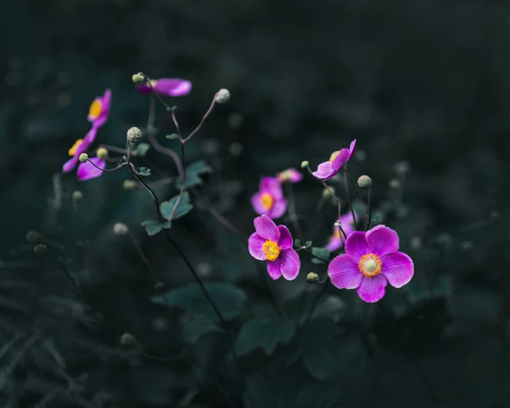 small purple flowers growing in the dark