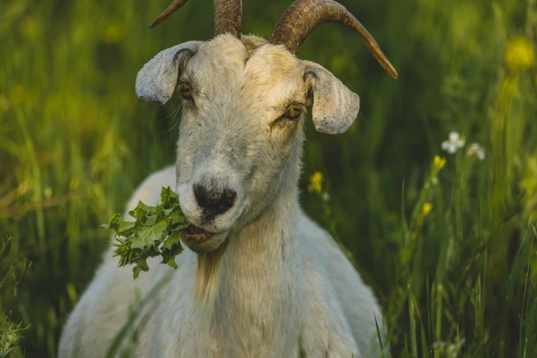 this is a goat that has long horns on his head and has some leafy greens in its mouth