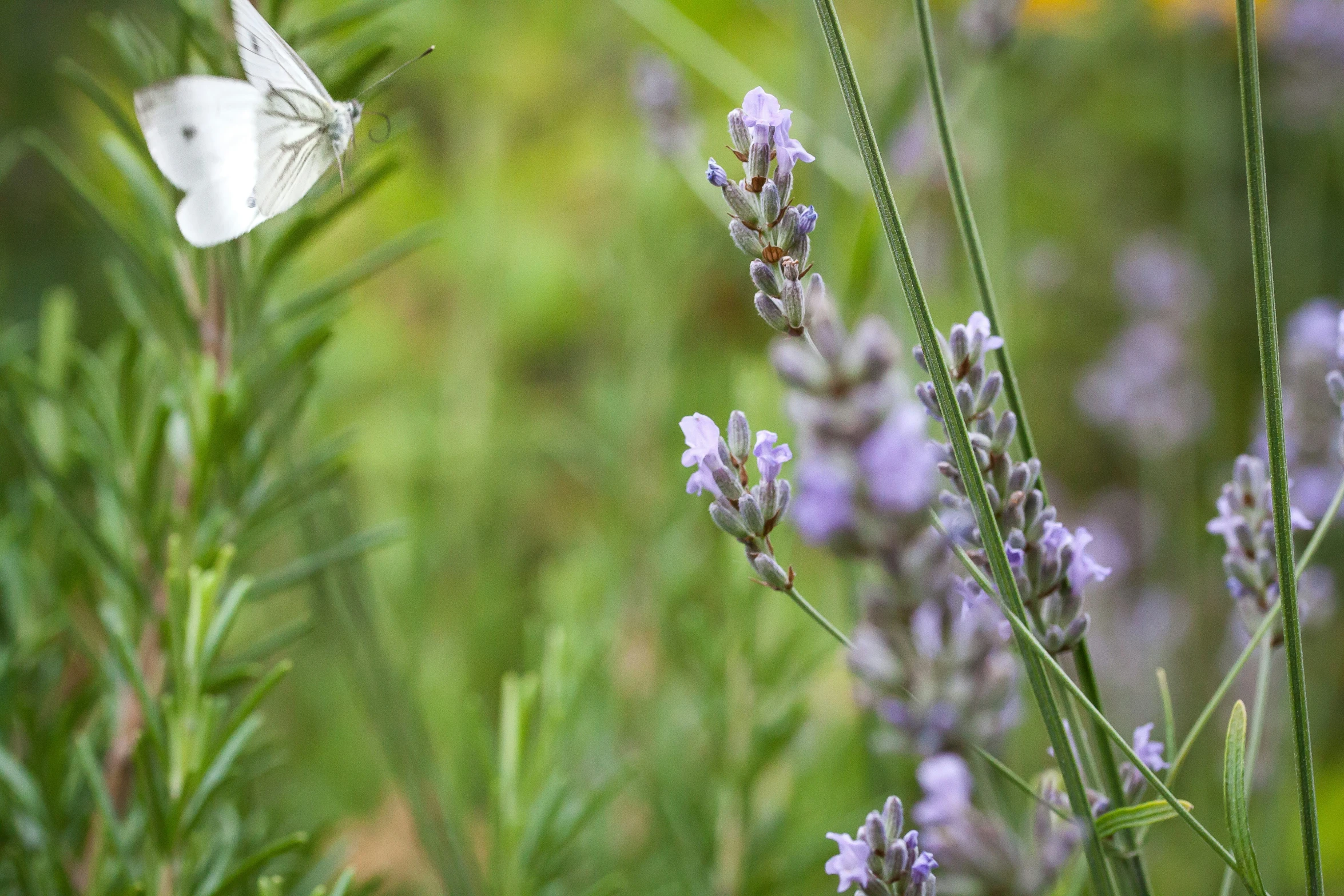 the erfly is perched on the flower with flowers in the background