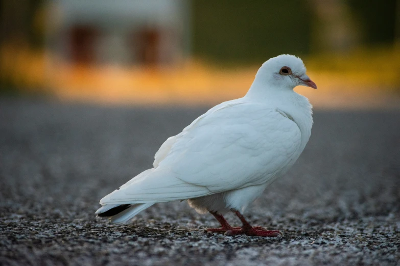 white bird with red feet walking along side the street