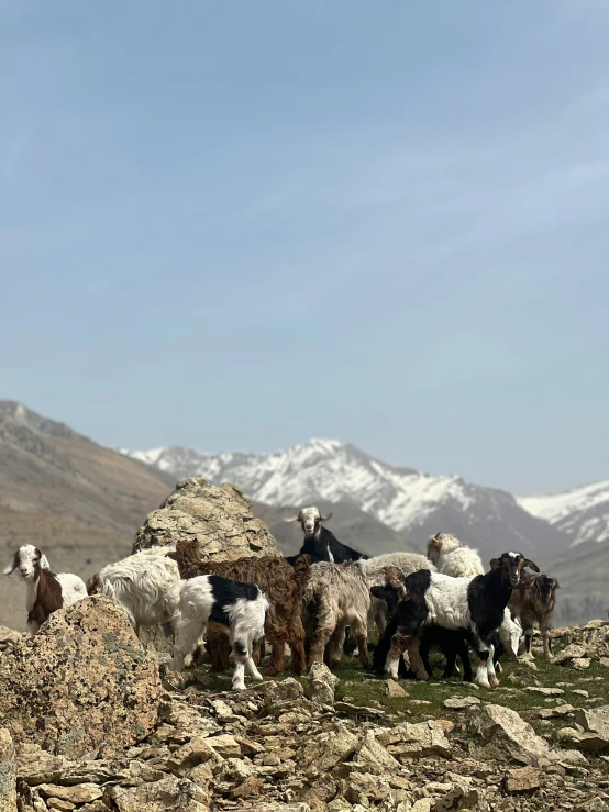 a small group of animals standing on the rocks