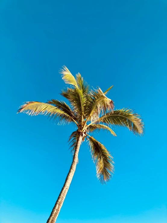 the large palm tree has grown at the top of it