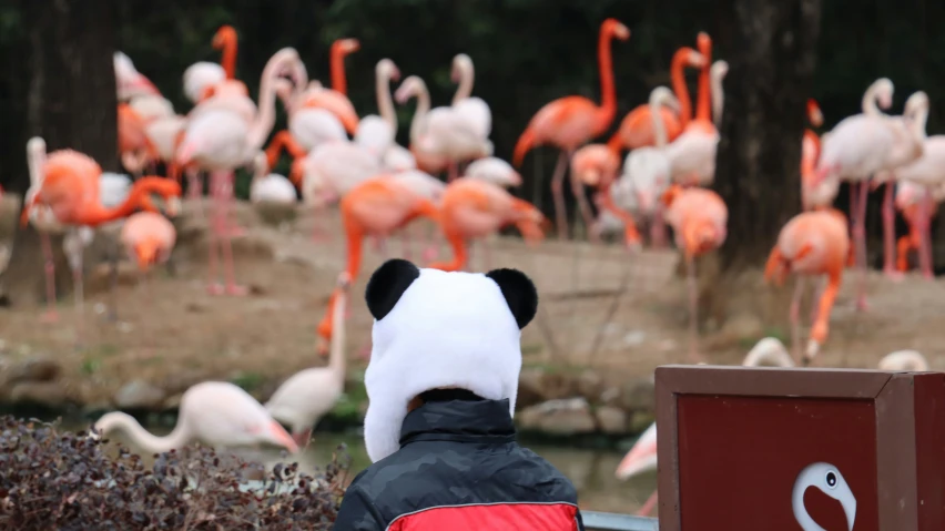 a person with a panda bear hat is looking at flamingos