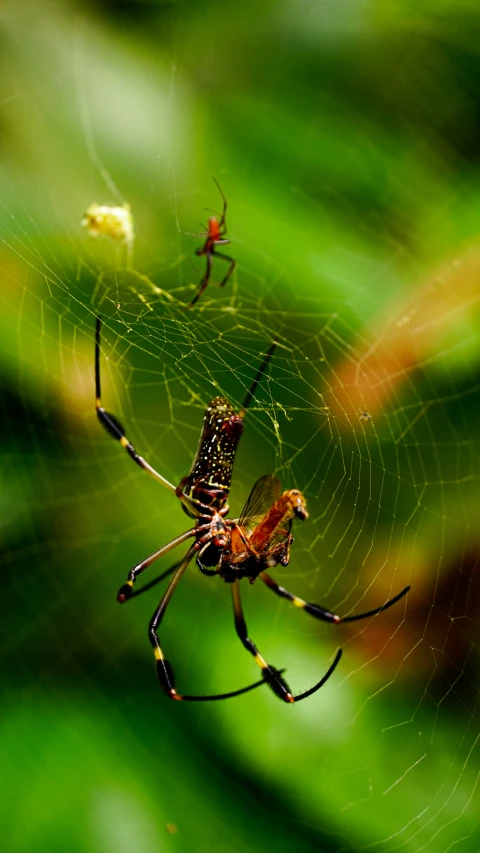 two large spider with brown legs and antennae together