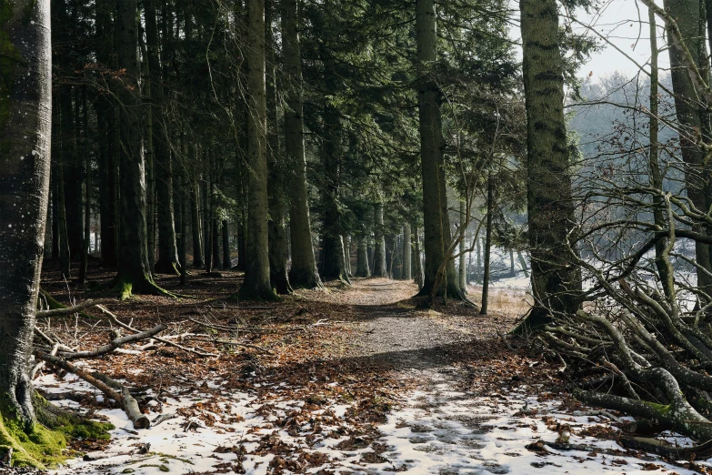 a walk way in the woods next to the lake