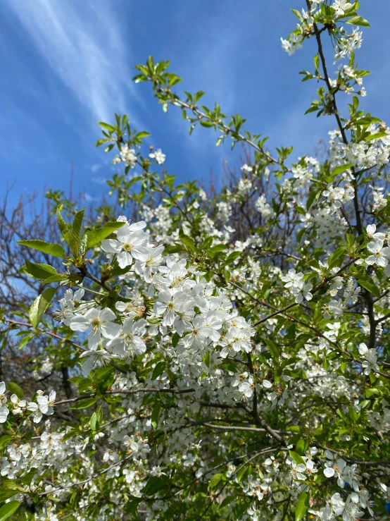 a blooming tree with white flowers against a clear blue sky