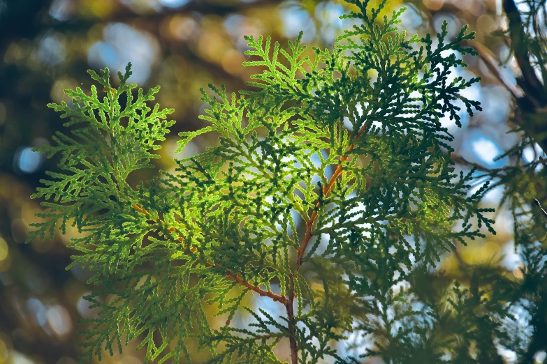 a picture of a tree with no leaves