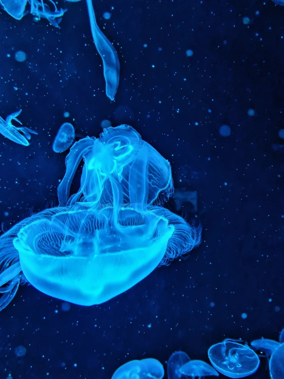 blue jelly fish floating in an aquarium