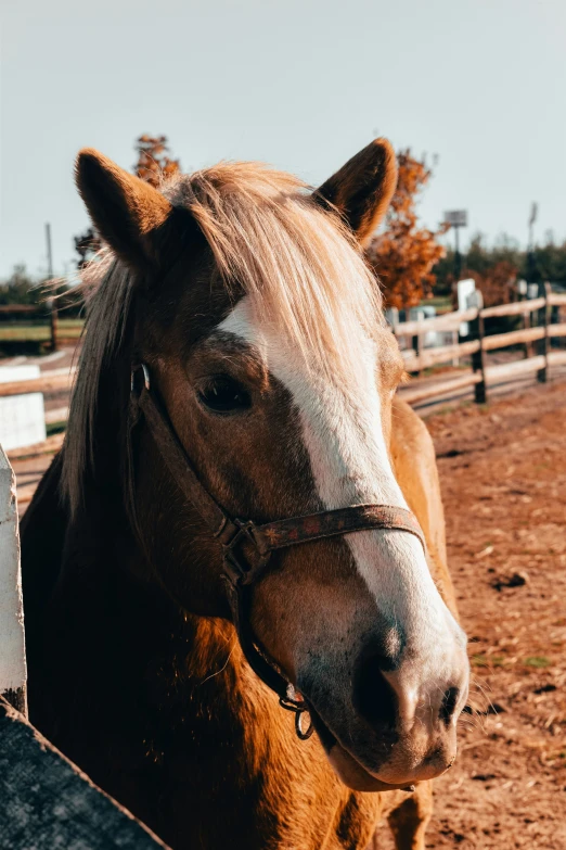 brown horse with white head looking over the fence