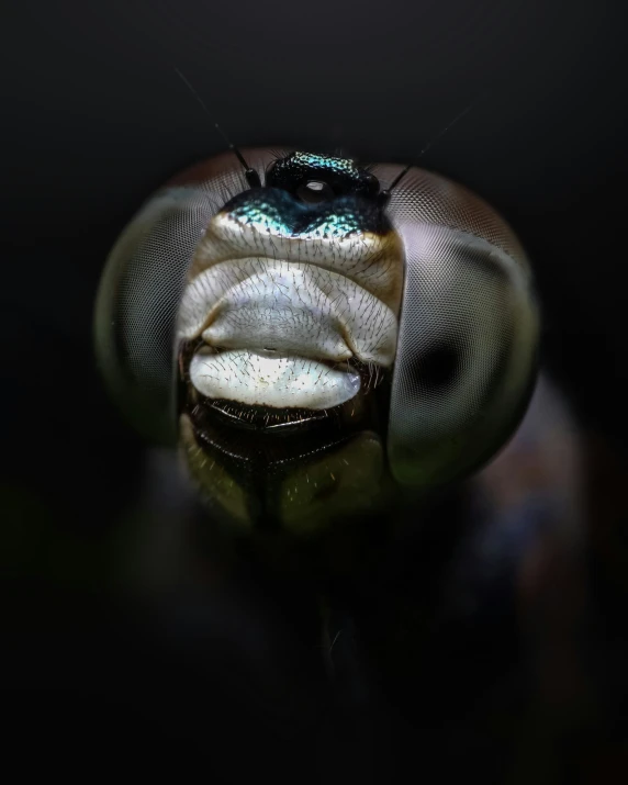 a close up of the front end of a frog with its eyes closed