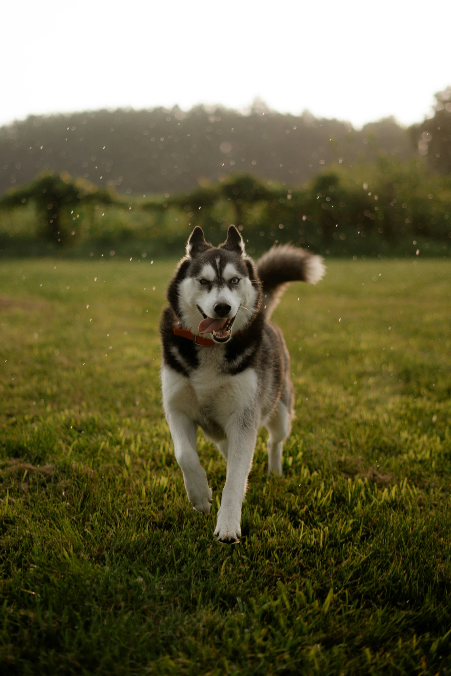 a husky dog is running in the grass