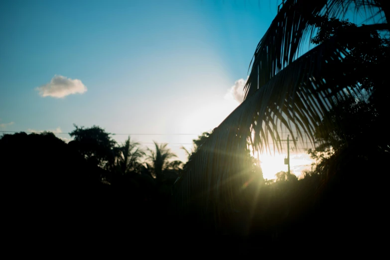 the sun shining behind a palm tree