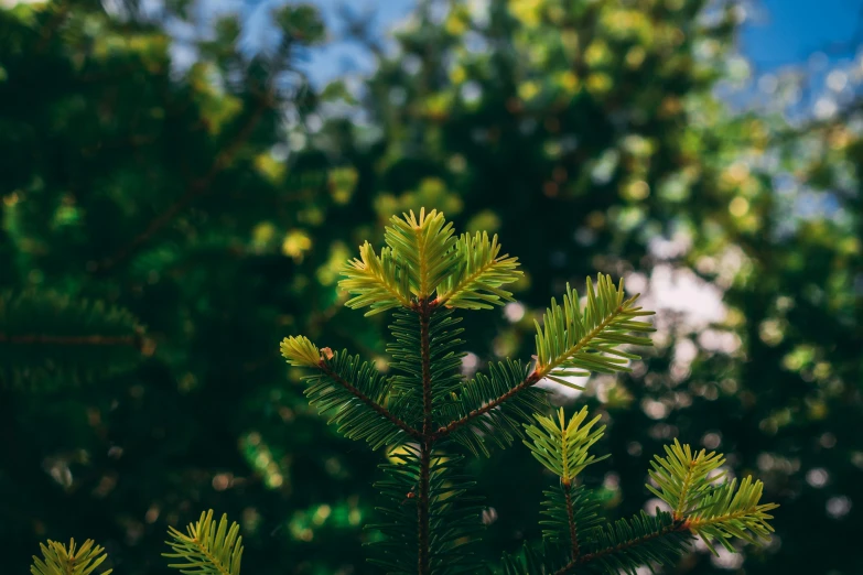 pine tree with evergreen leaves in the foreground, with the sky and trees behind