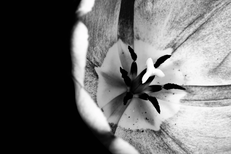 black and white po of the center of a flower