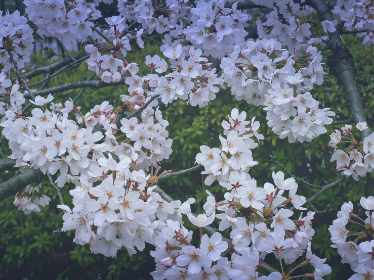 the white flowers of this tree seem to bloom very fast