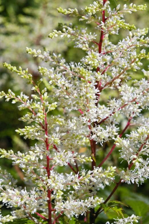 a close up picture of a tree with white flowers